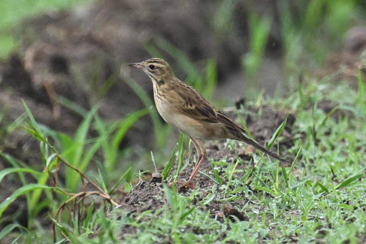 Richard's Pipit - ML642132960