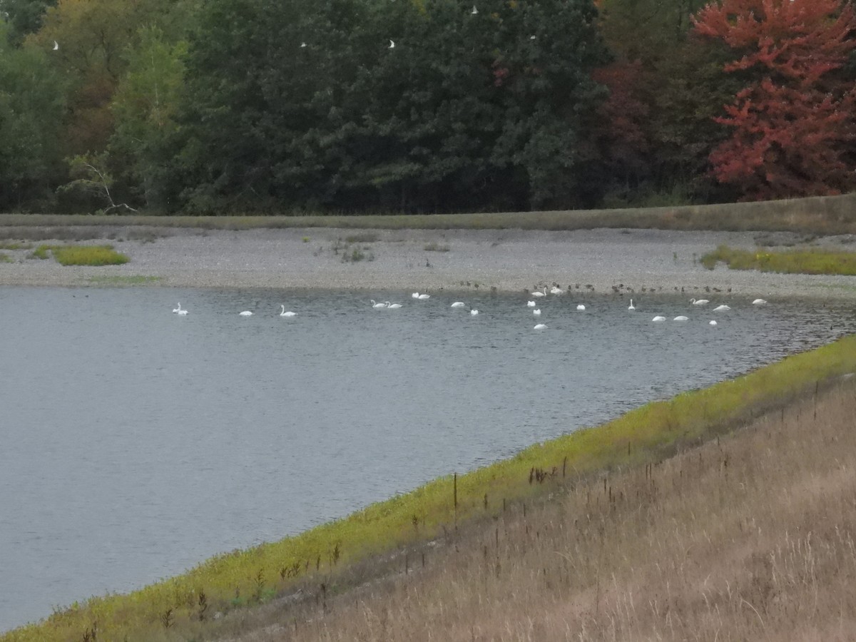 Trumpeter Swan - ML642132961