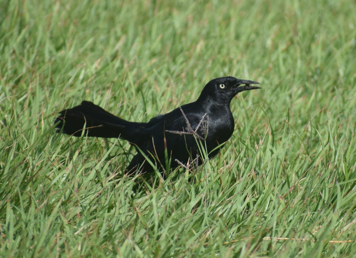 Greater Antillean Grackle - ML642132969
