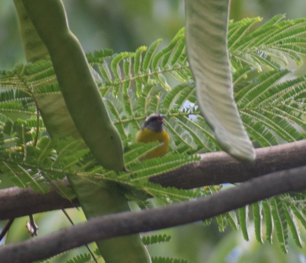Bananaquit - ML642132973