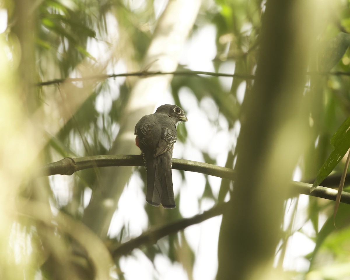 Blauscheiteltrogon - ML642132979