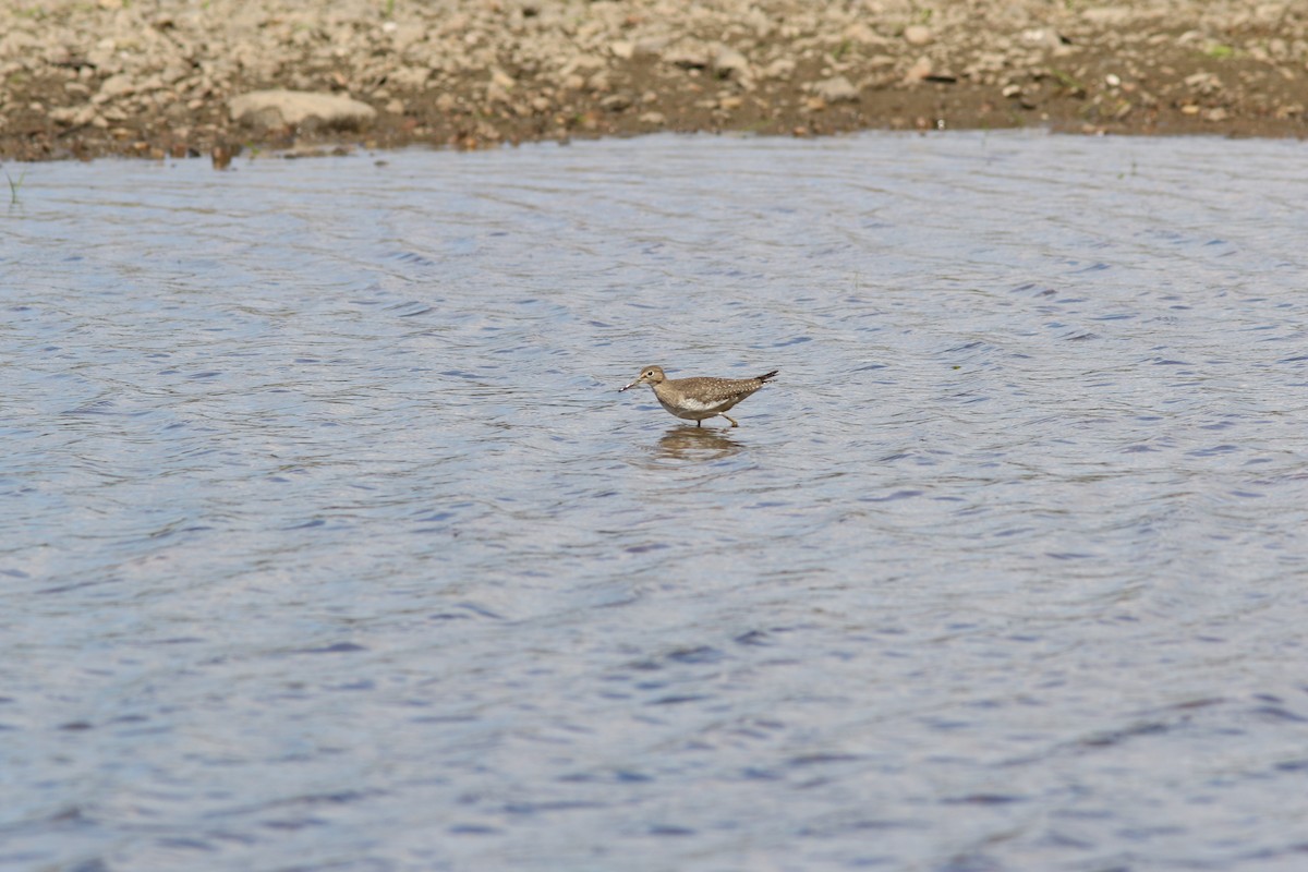 Einsiedelwasserläufer - ML642132988