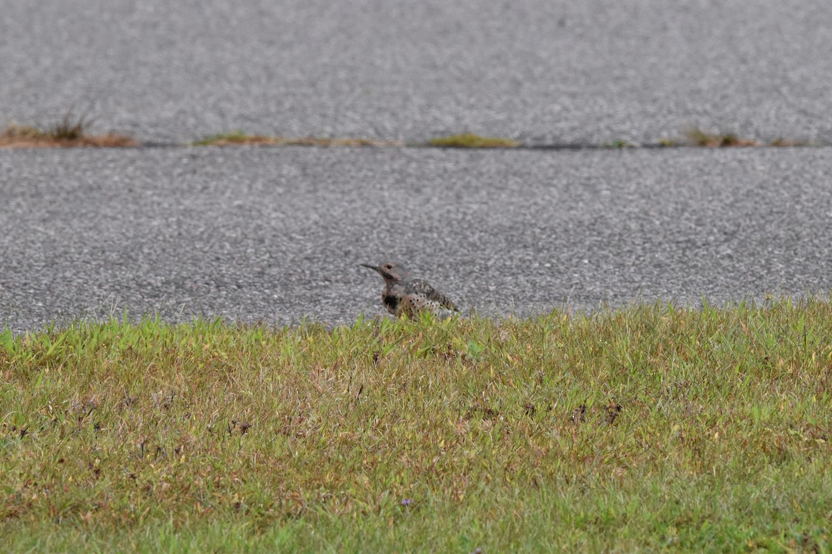 Northern Flicker - ML642132992