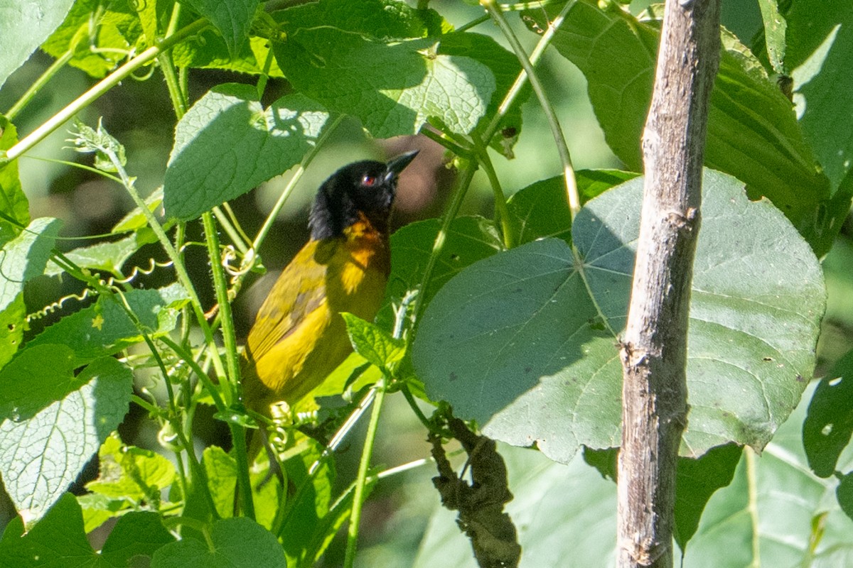 Strange Weaver - ML642133014