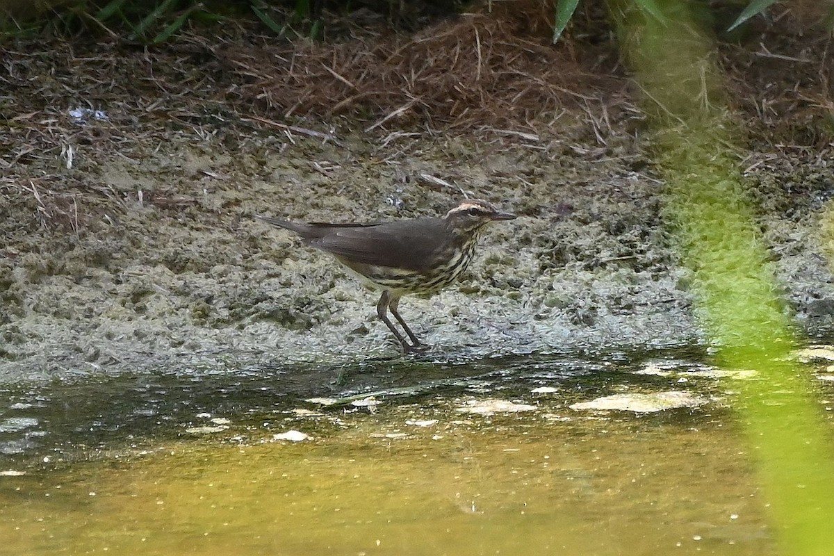 lesňáček olšový - ML642133018