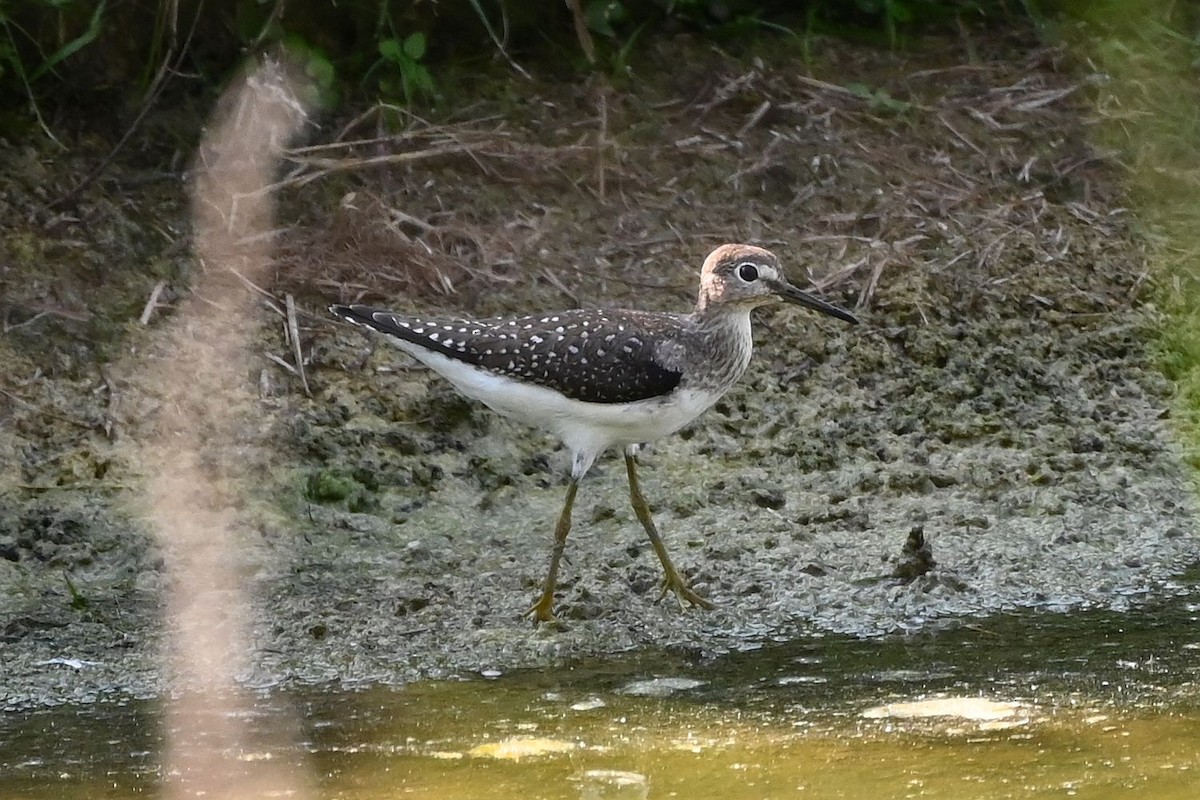 Einsiedelwasserläufer - ML642133023