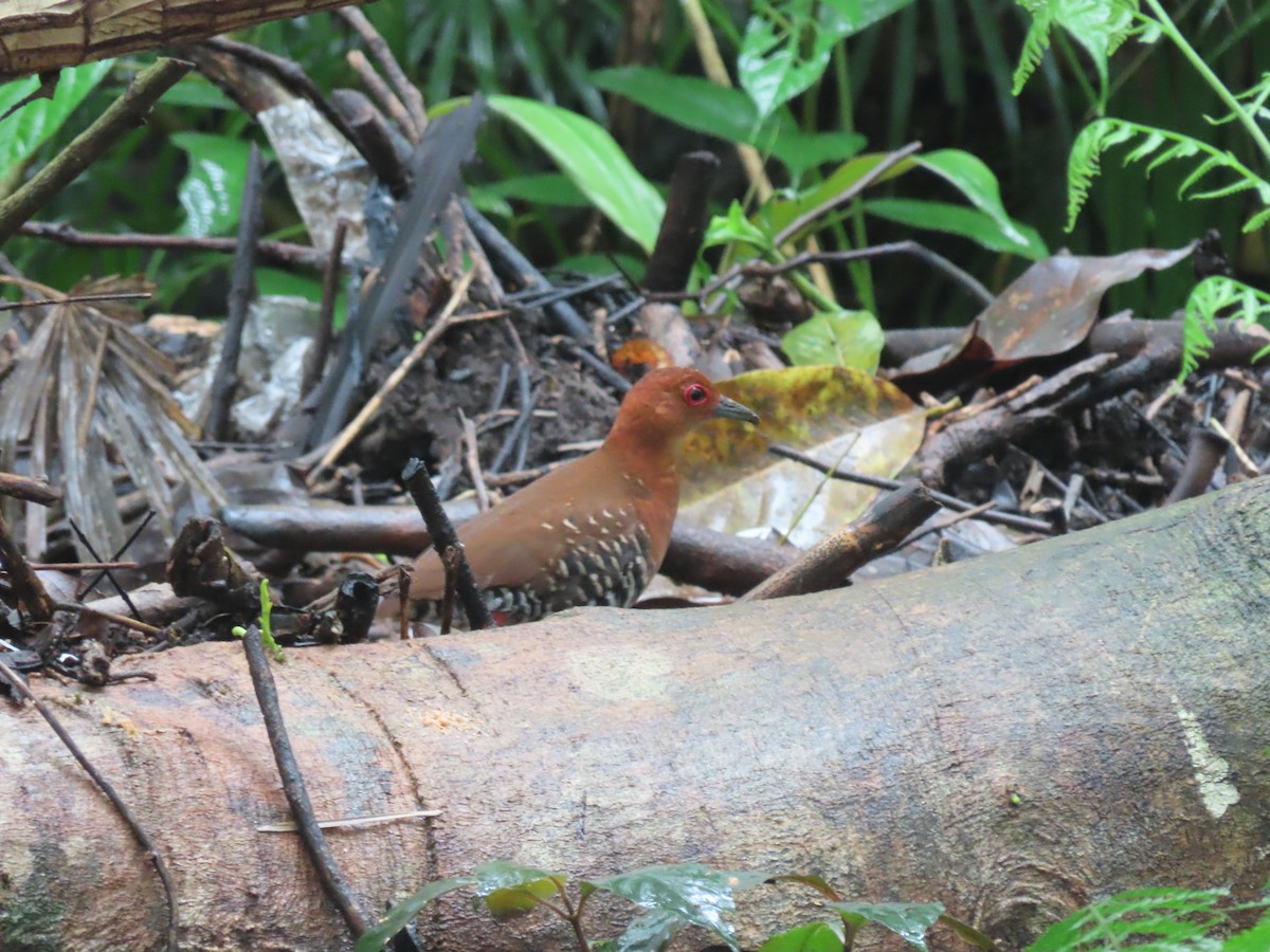 Red-legged Crake - ML642133038