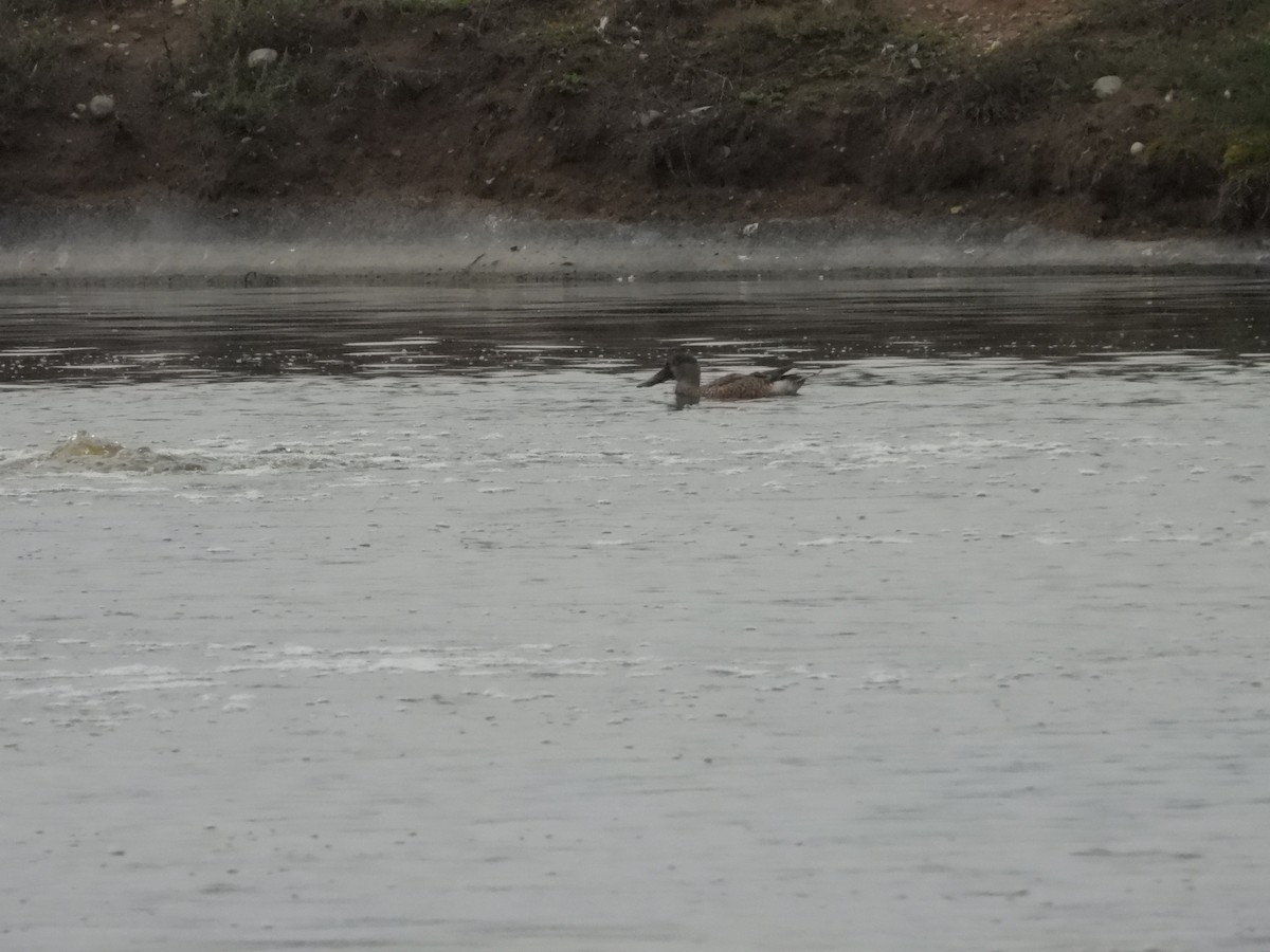 Northern Shoveler - ML642133046