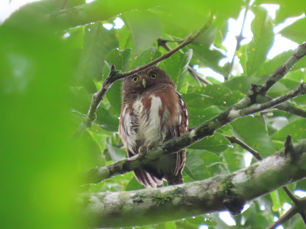 Javan Owlet - ML642133063