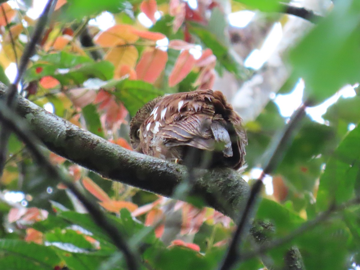 Javan Owlet - ML642133064