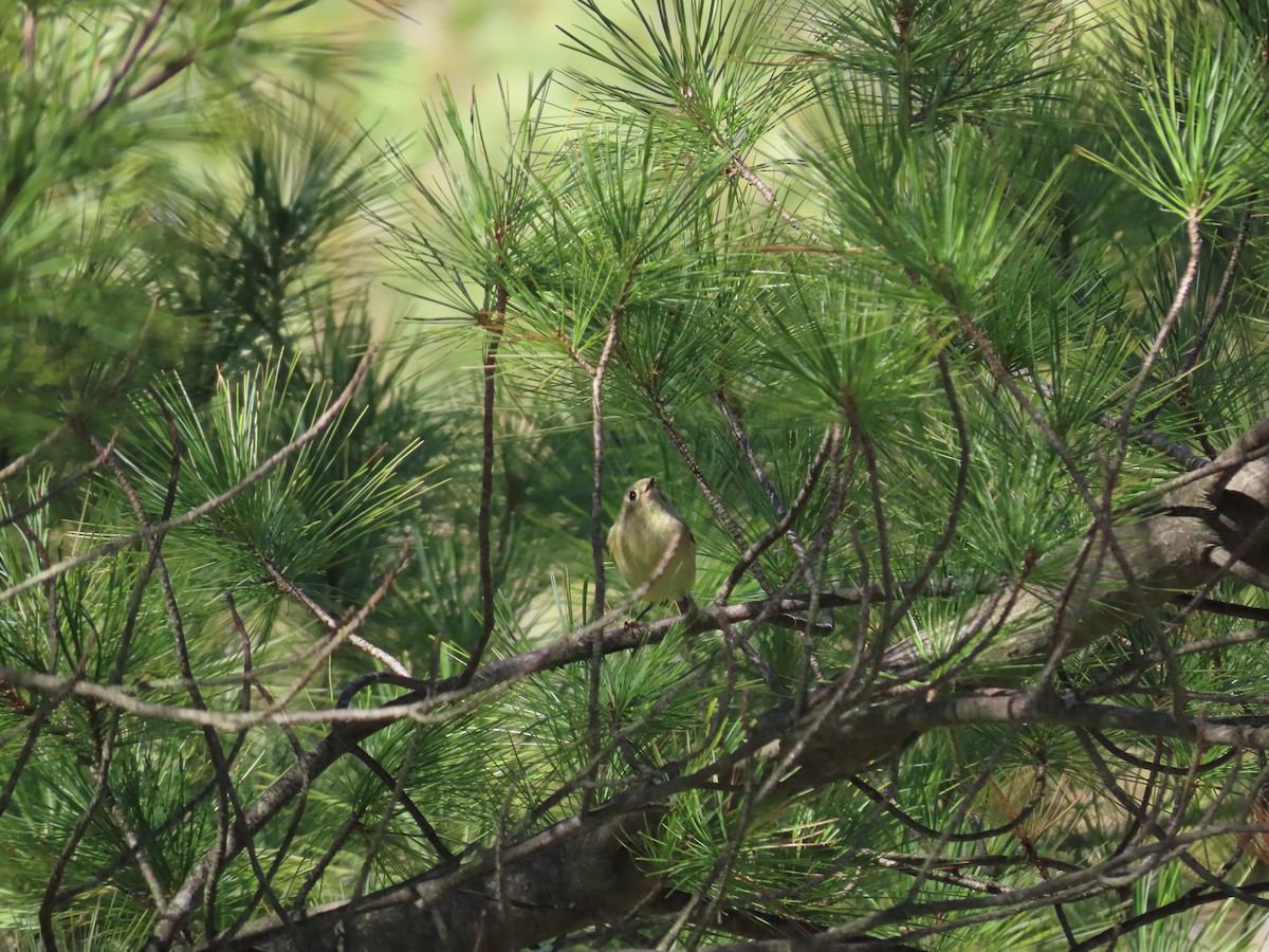 Ruby-crowned Kinglet - ML642133068