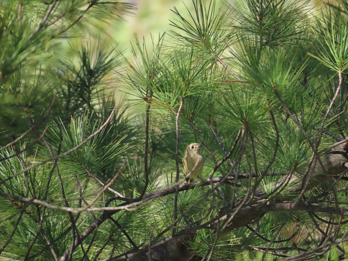 Ruby-crowned Kinglet - ML642133069