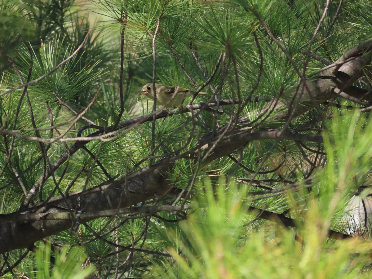 Ruby-crowned Kinglet - ML642133070