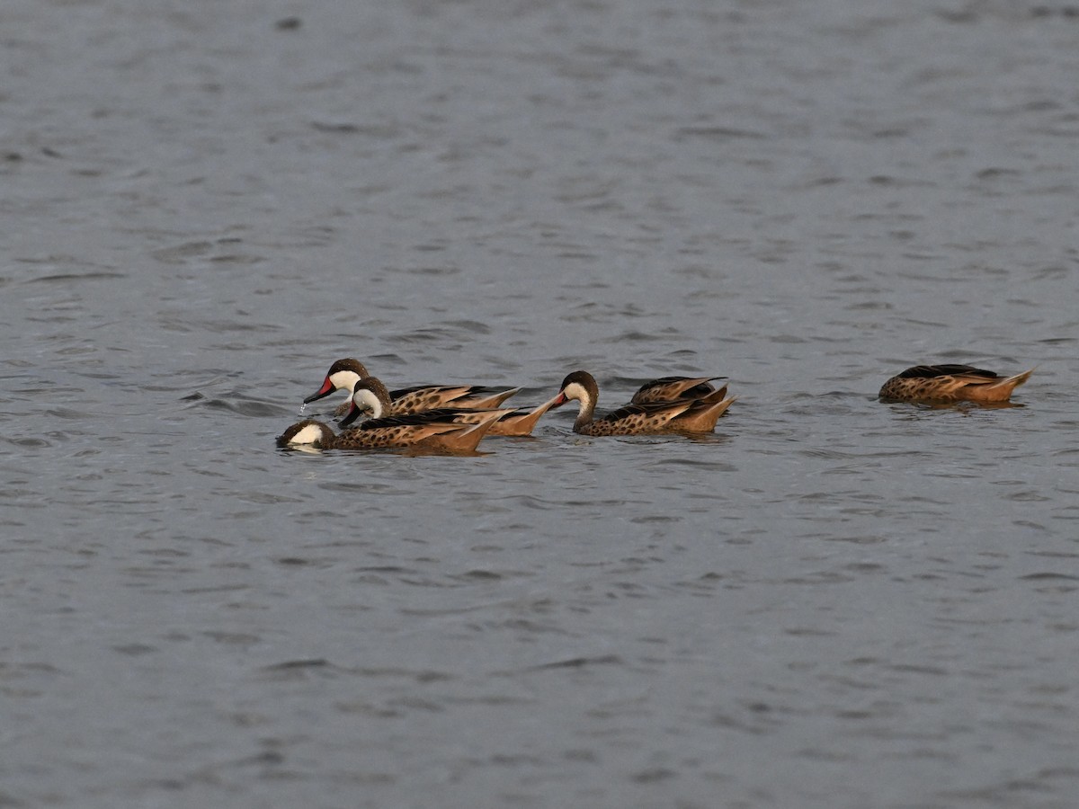White-cheeked Pintail - ML642133073