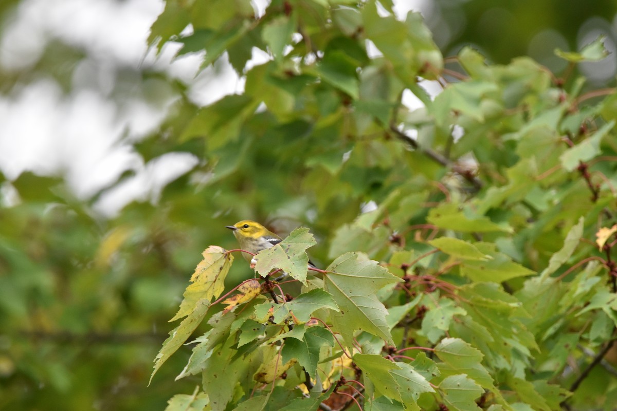 Black-throated Green Warbler - ML642133075