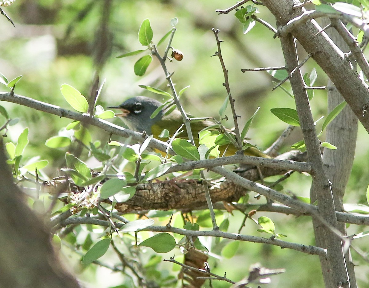 MacGillivray's Warbler - ML642133081