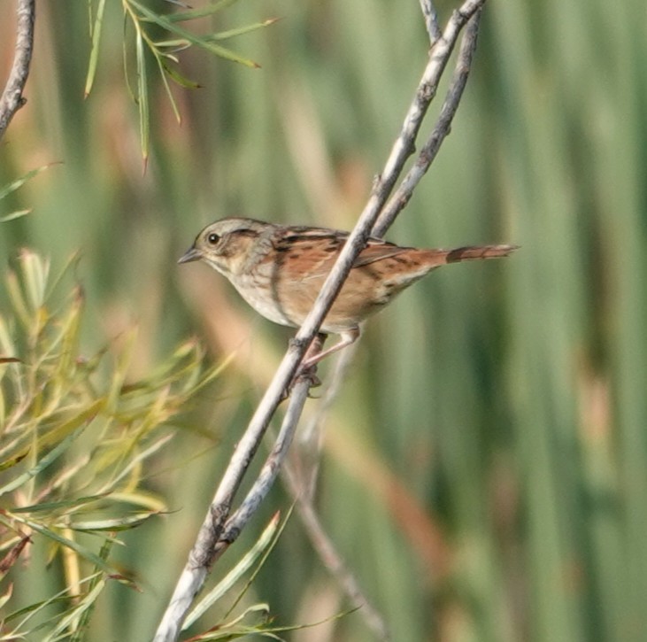 Swamp Sparrow - ML642133091