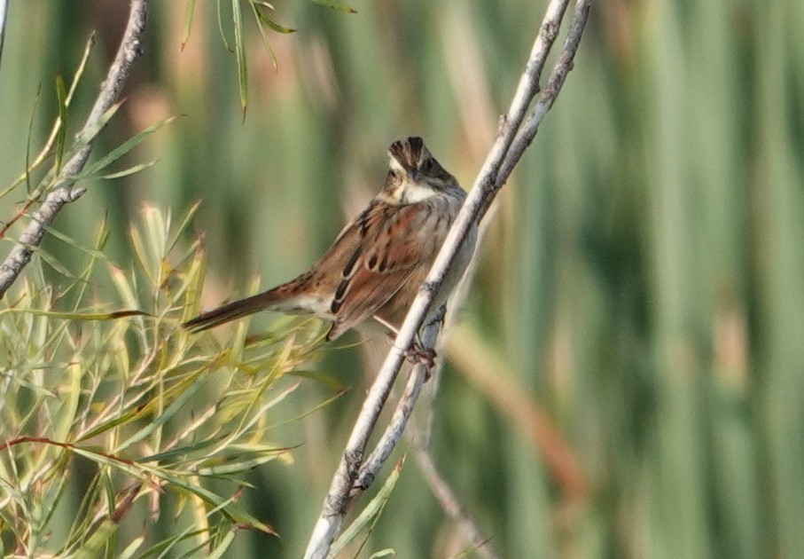 Swamp Sparrow - ML642133092