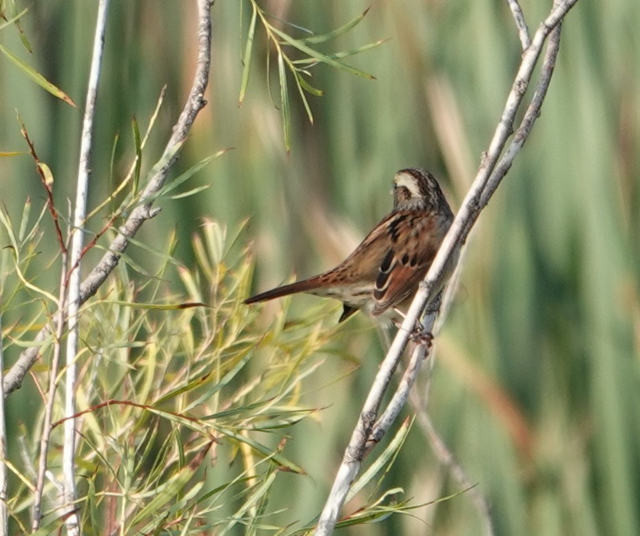 Swamp Sparrow - ML642133093