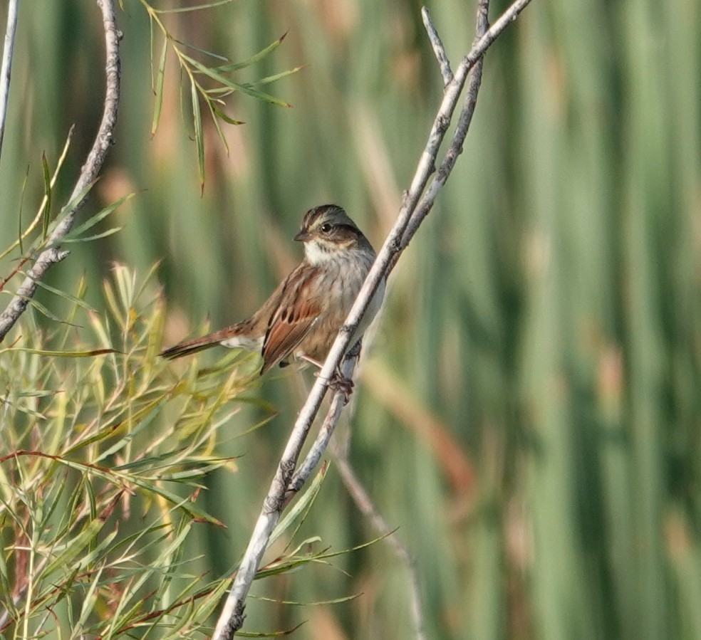 Swamp Sparrow - ML642133094