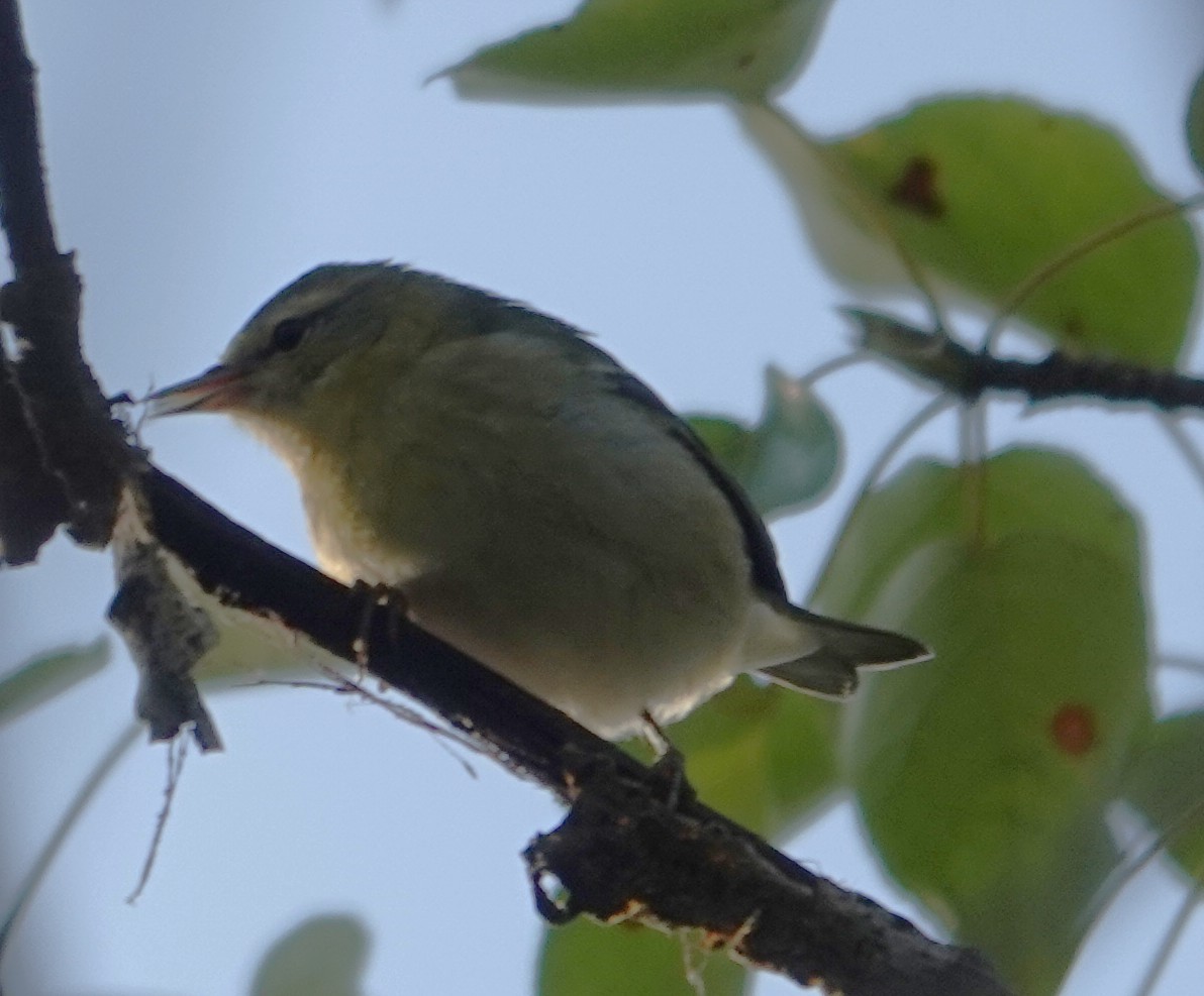Tennessee Warbler - ML642133100