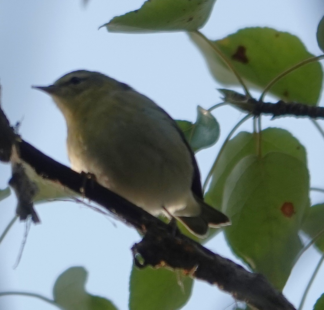 Tennessee Warbler - ML642133101