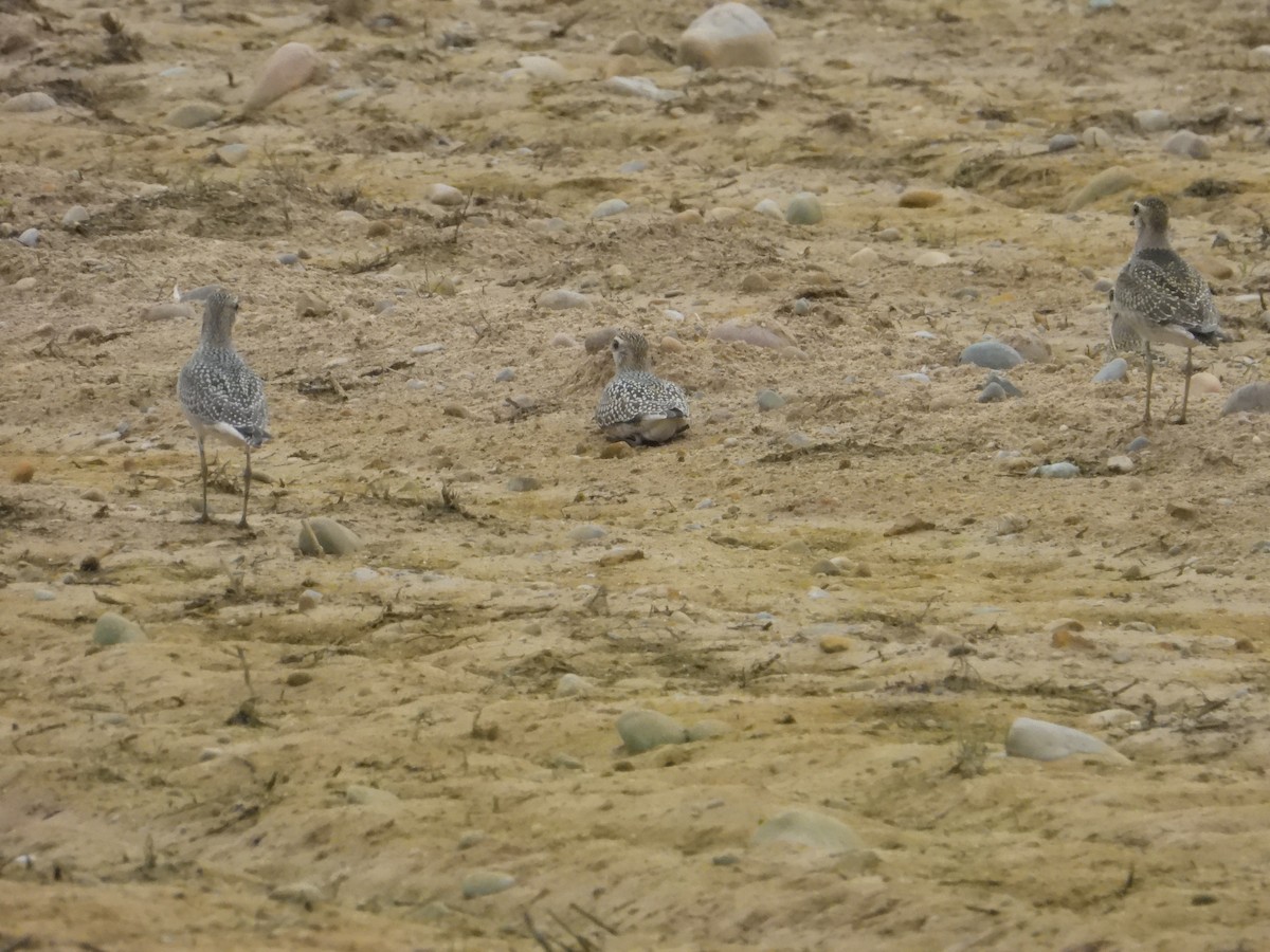 American Golden-Plover - ML642133104