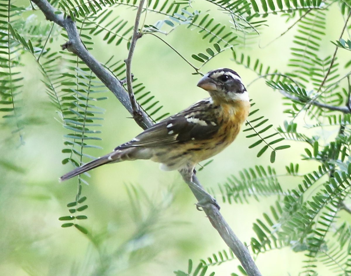 Black-headed Grosbeak - ML642133106