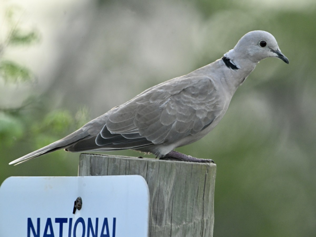 Eurasian Collared-Dove - ML642133121