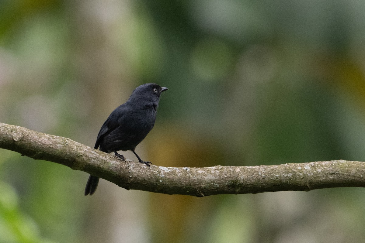 Yellow-eyed Black-Flycatcher - ML642133127