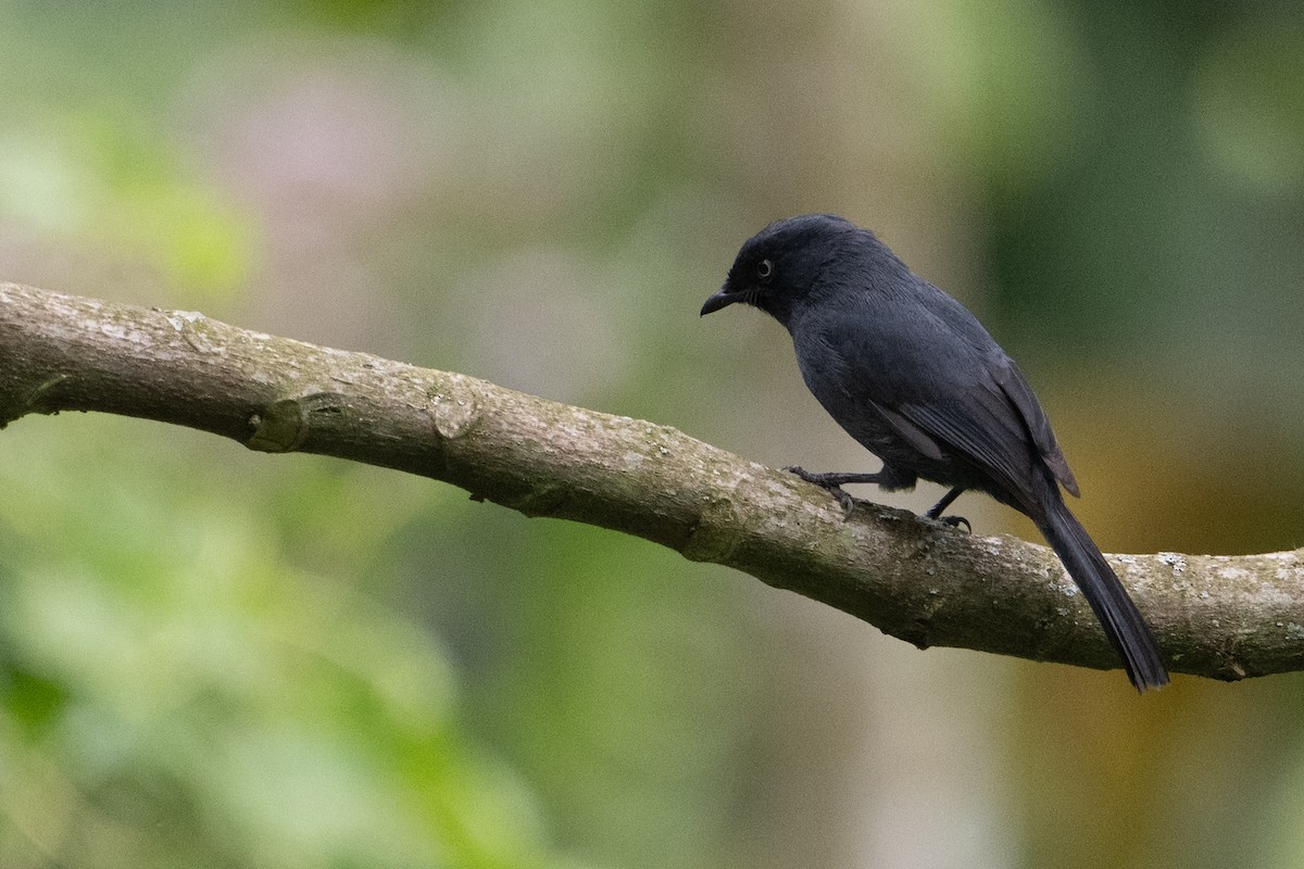 Yellow-eyed Black-Flycatcher - ML642133131