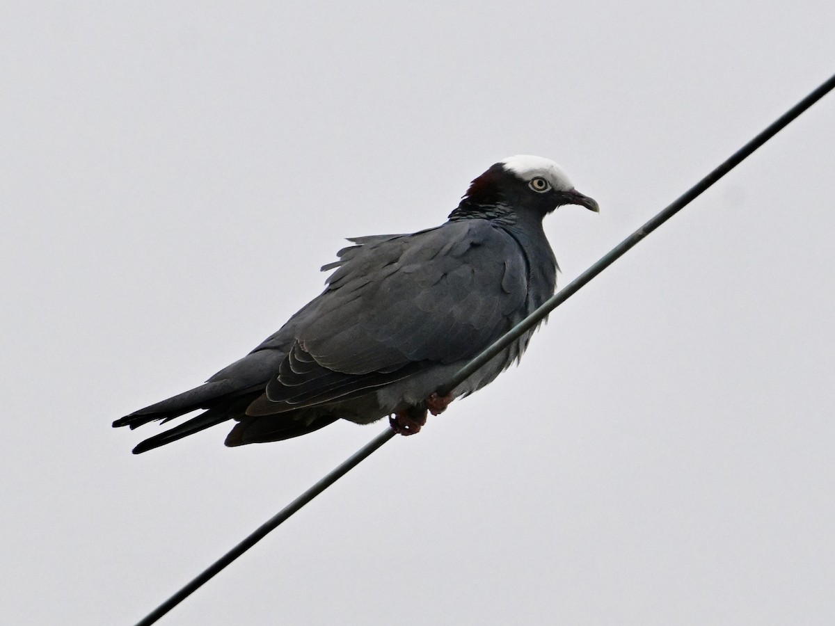 White-crowned Pigeon - ML642133133