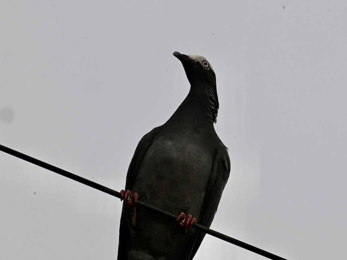 White-crowned Pigeon - ML642133158
