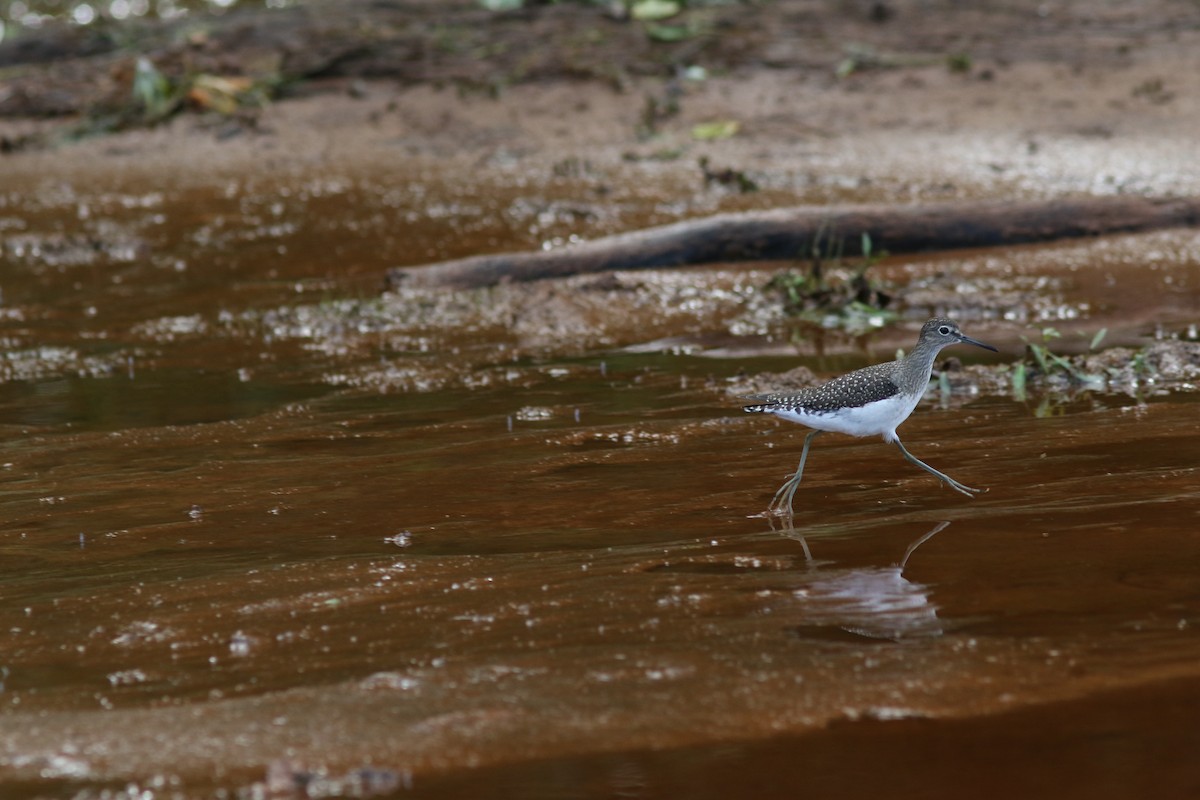 Einsiedelwasserläufer - ML642133160