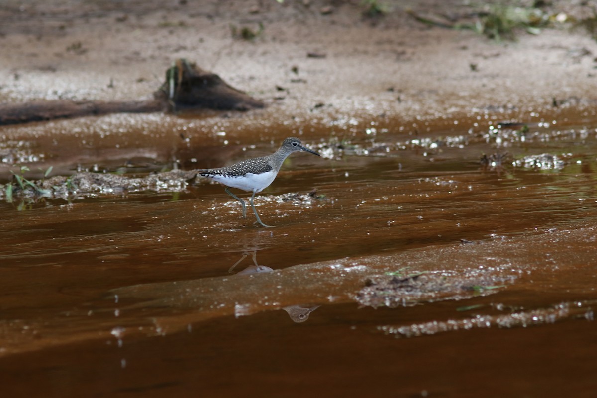 Einsiedelwasserläufer - ML642133161