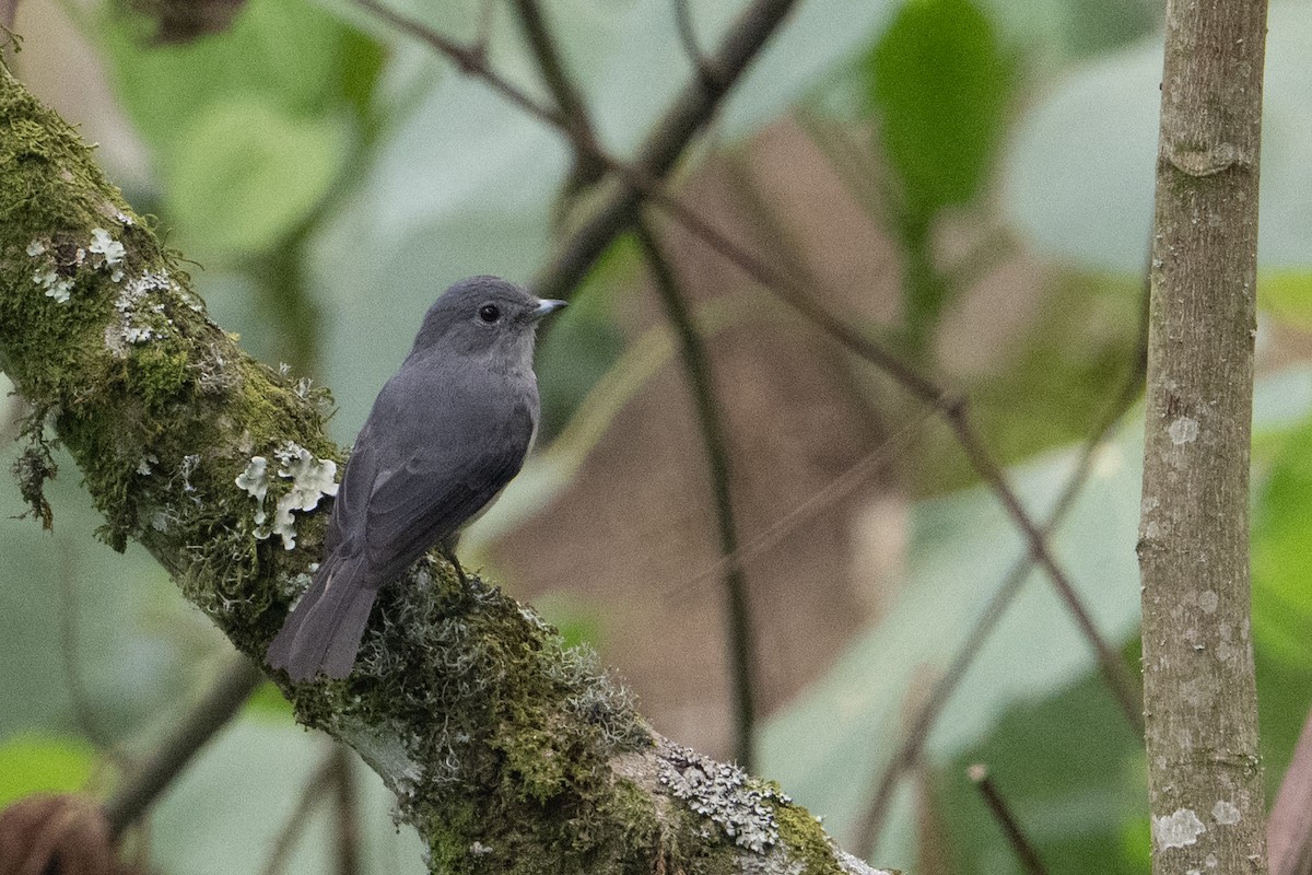 White-eyed Slaty-Flycatcher - ML642133164