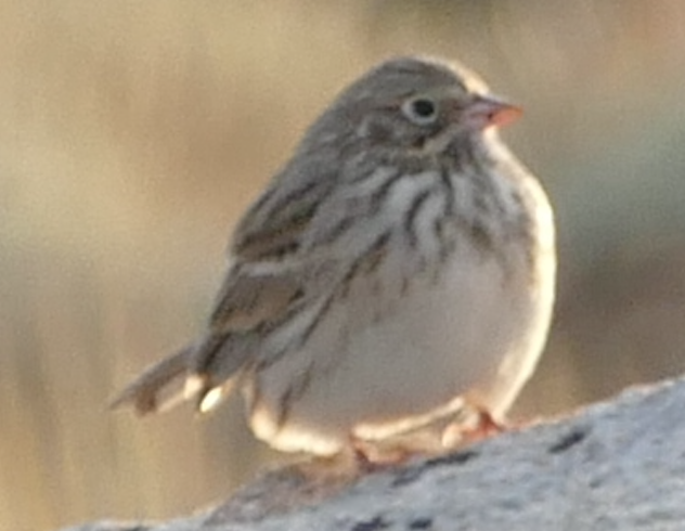 Vesper Sparrow - ML642133176