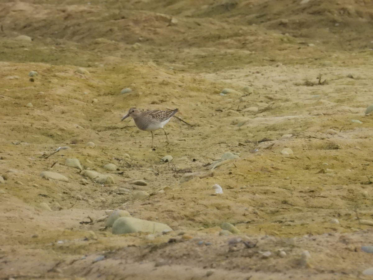 Pectoral Sandpiper - ML642133190