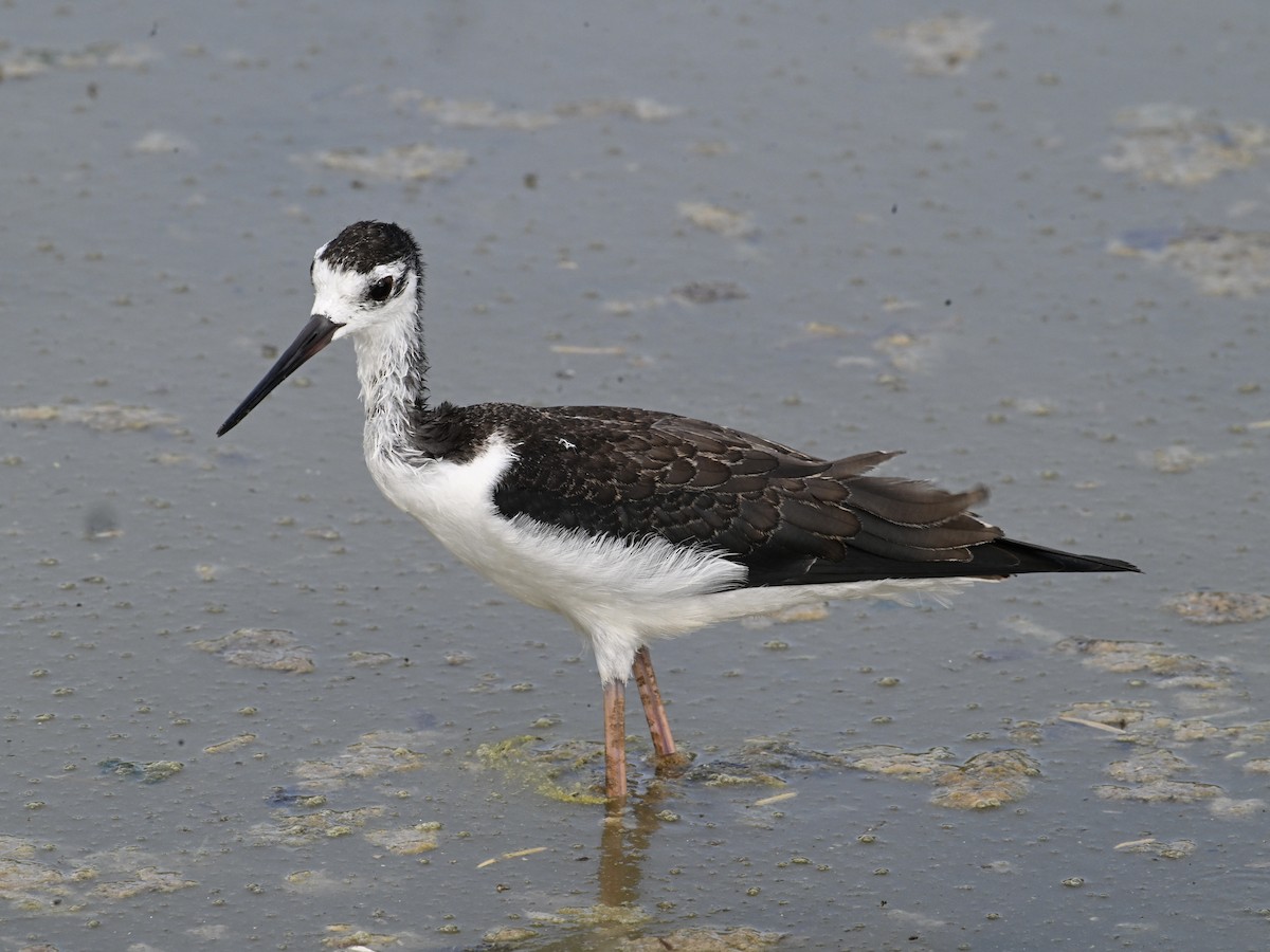 Black-necked Stilt - ML642133192