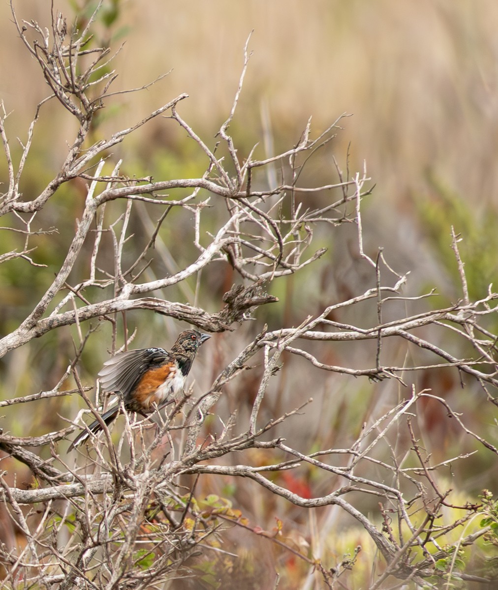 Spotted Towhee - ML642133199
