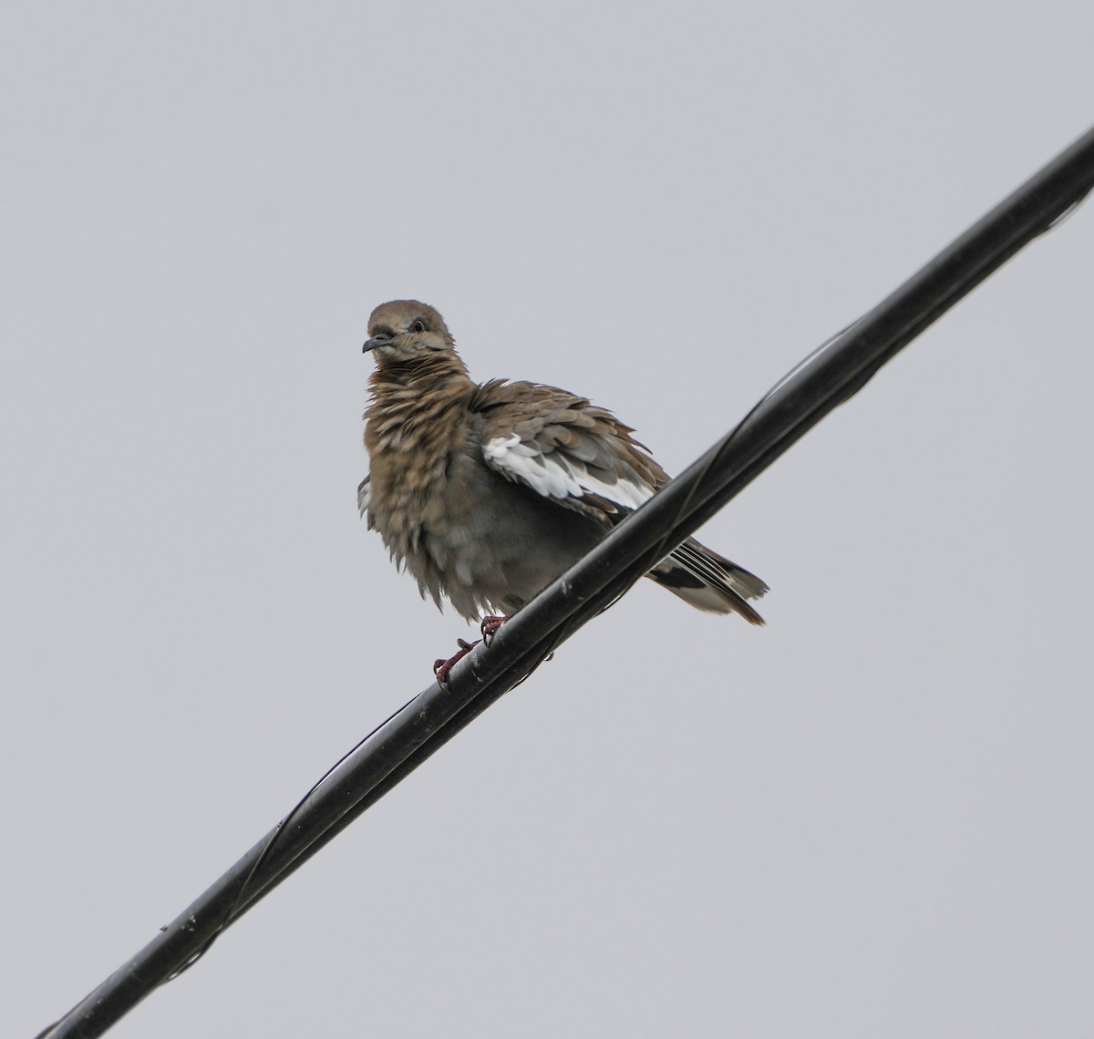 White-winged Dove - ML642133206