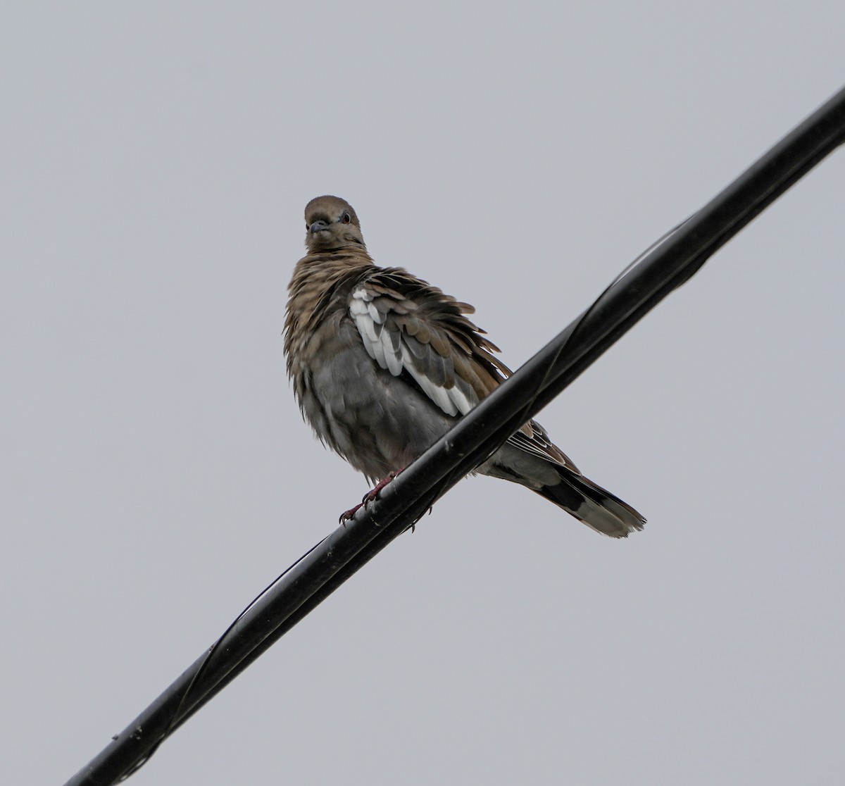 White-winged Dove - ML642133207