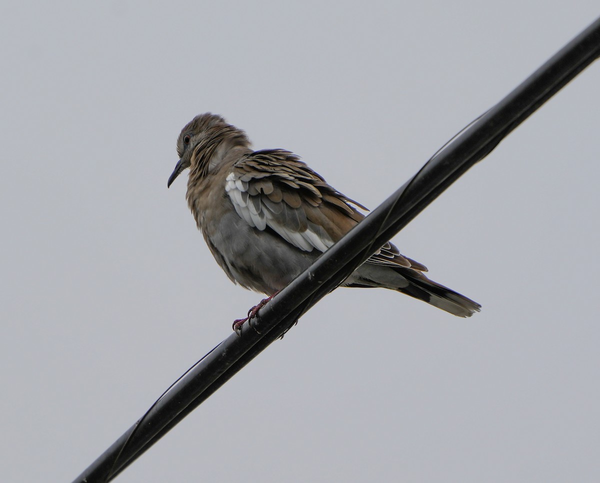 White-winged Dove - ML642133208