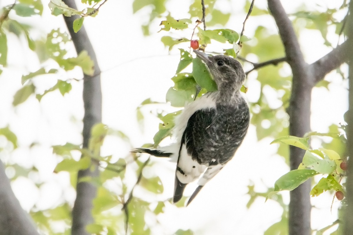 Red-headed Woodpecker - ML64213321