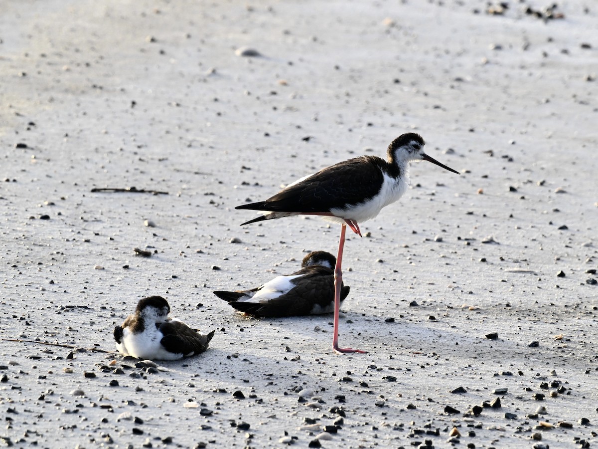 Black-necked Stilt - ML642133216