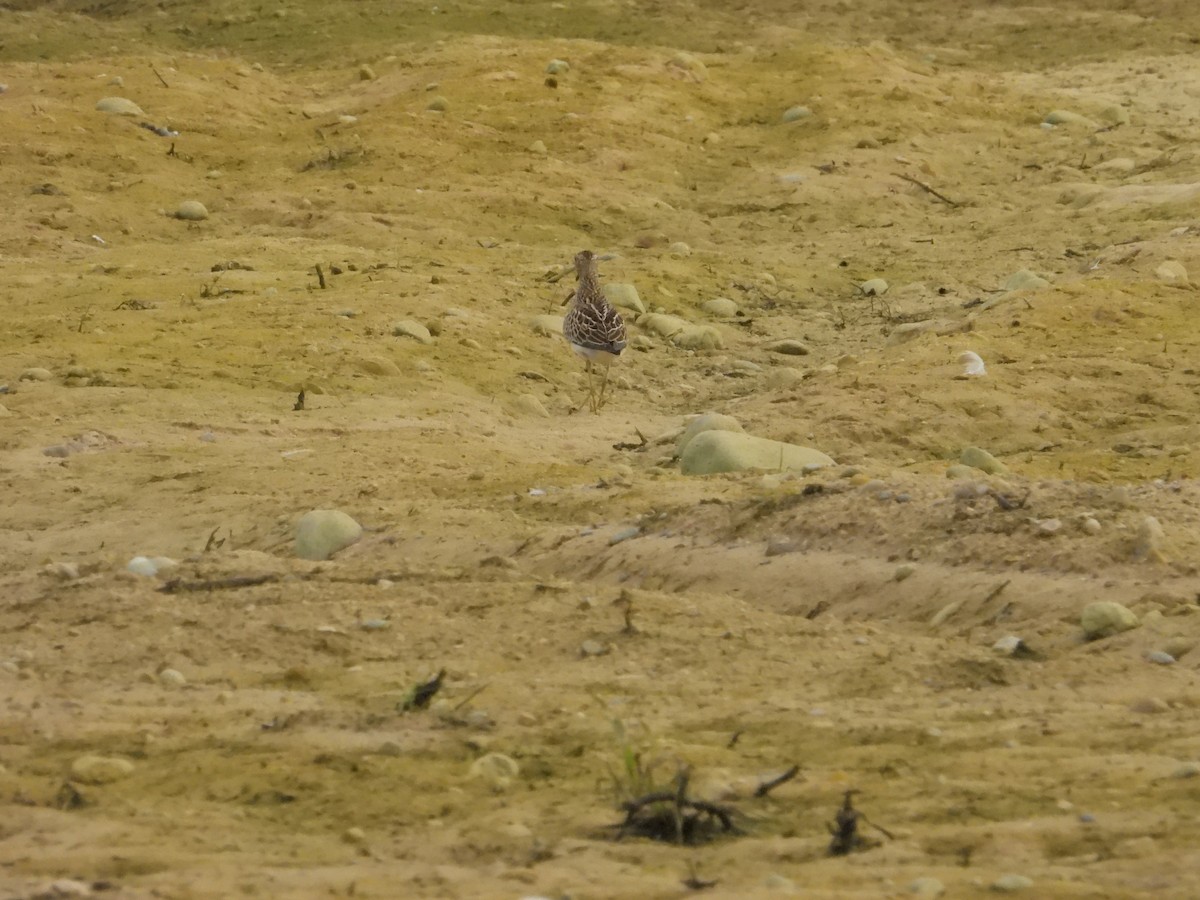 Pectoral Sandpiper - ML642133217