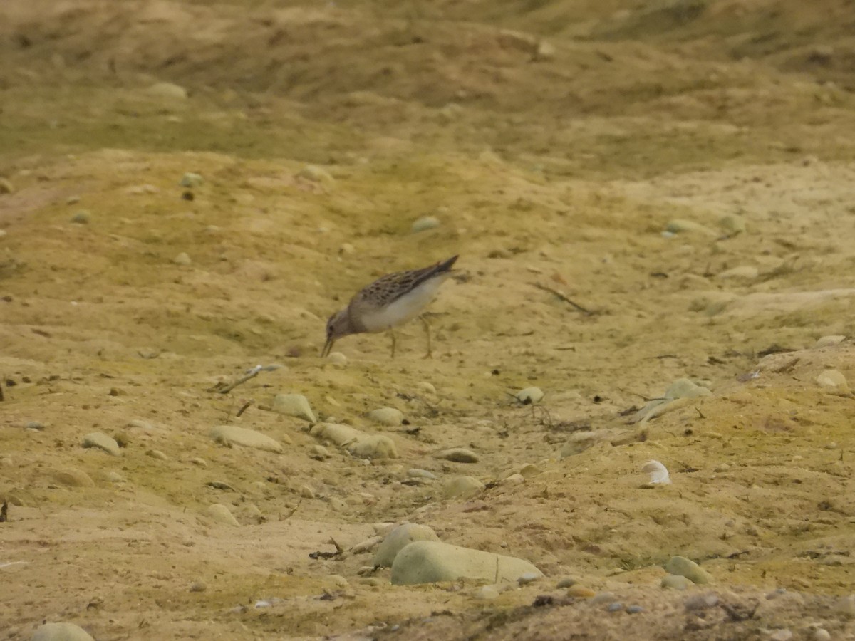 Pectoral Sandpiper - ML642133234