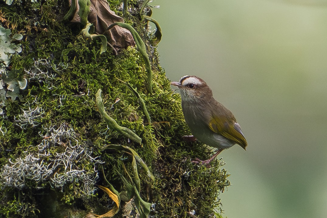 White-browed Crombec - ML642133239