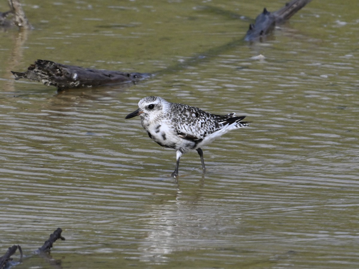 Black-bellied Plover - ML642133240