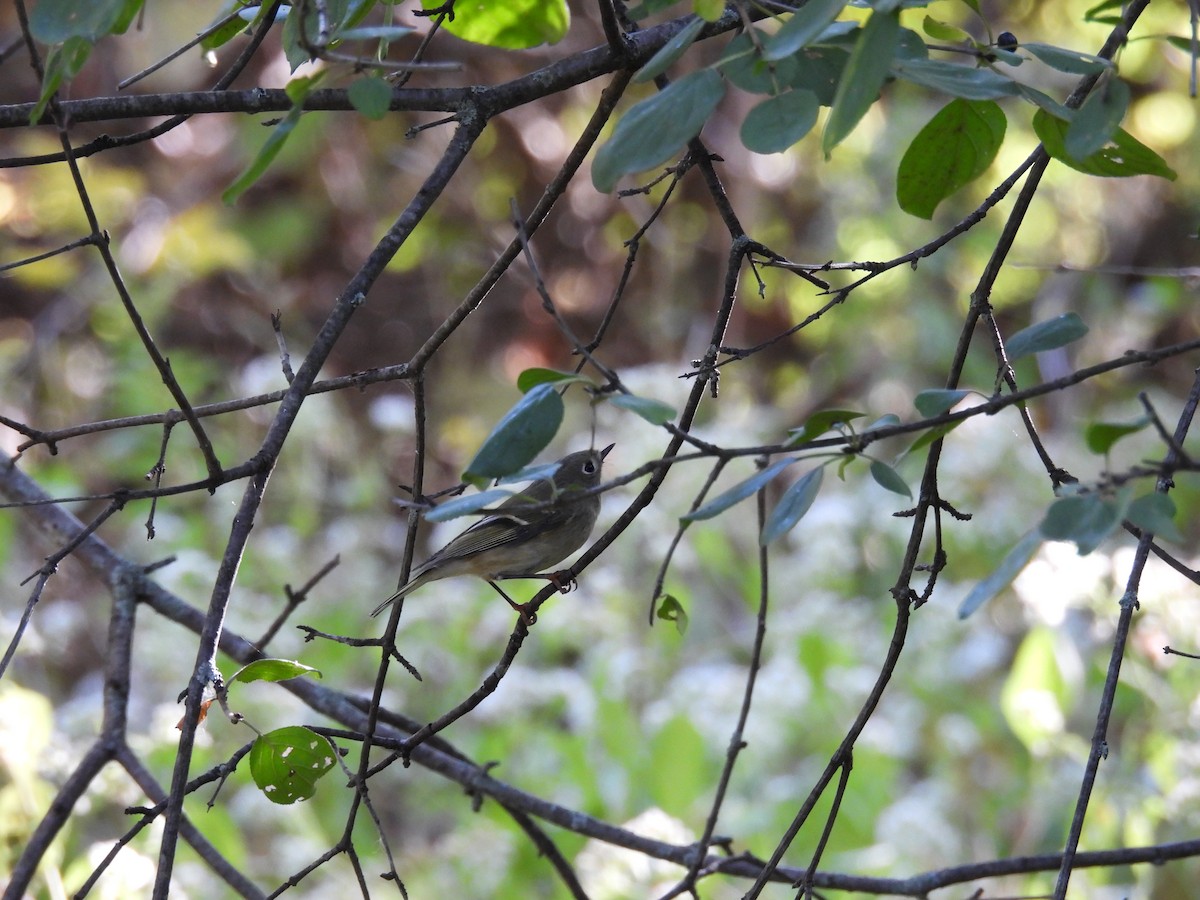 Ruby-crowned Kinglet - ML642133243